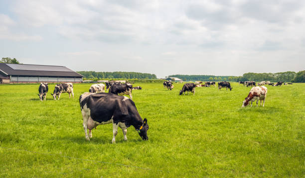 istock Group of cows graze imperturbably in the meadow 1494845552