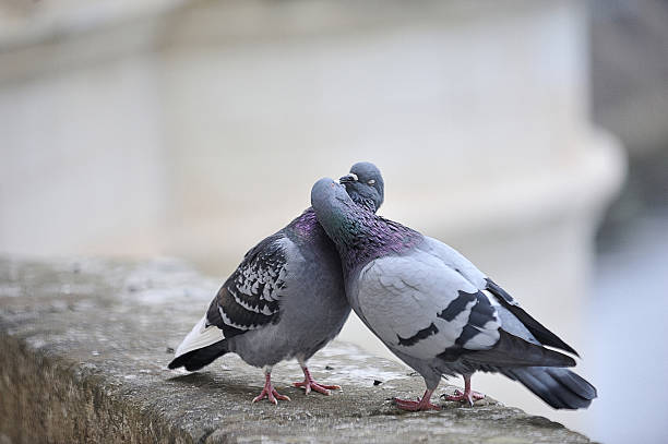 istock Kissing pigeons 149484661
