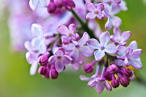Blossoming purple lilacs in the spring. Selective soft focus, shallow depth of field. Blurred image, spring background.