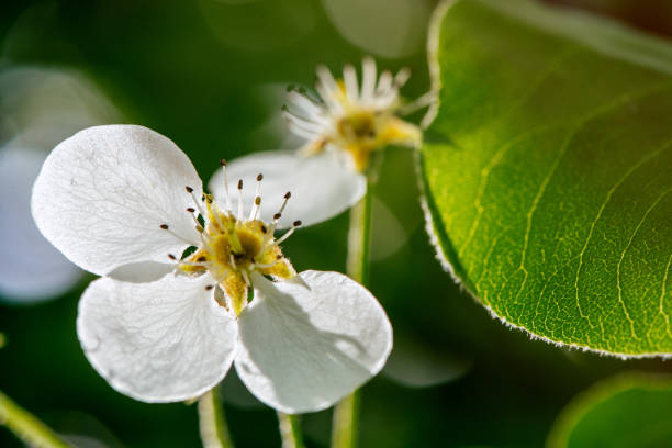Pear tree blooming flowers