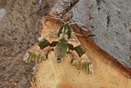 Lime Hawk-moth (Mimas tiliae) adult at rest on chopped wood\n\nEccles-on-Sea, Norfolk, Uk                 May