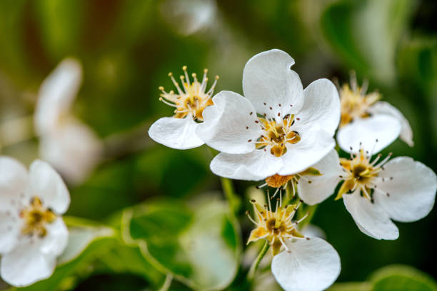 Pear tree blooming flowers