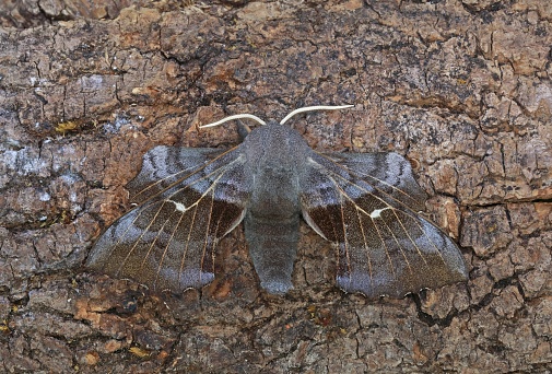 Poplar Hawk-moth (Laothoe populi) adult at rest on leaf\n\nEccles-on-Sea, Norfolk, Uk                 May