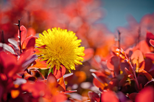 Blooming yellow Double Tulip Allegretto with extra petals flowerbed green grass background. Bright beautiful peony-flowered late parrot plant growing in sunlight. Natural floral screensaver wallpaper.