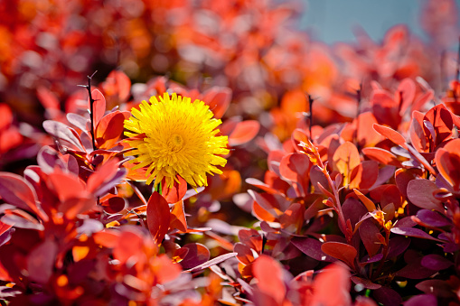 Red barberry bush and a yellow dandelion
