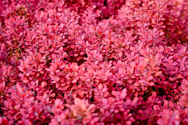 arbusto de agracejo en primavera de verano - agracejo rojo fotografías e imágenes de stock