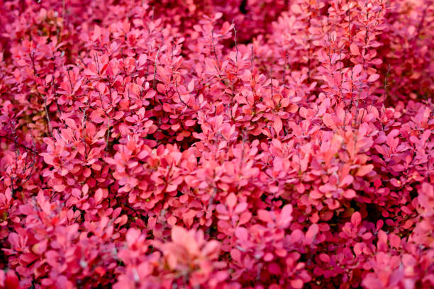 Red barberry bush