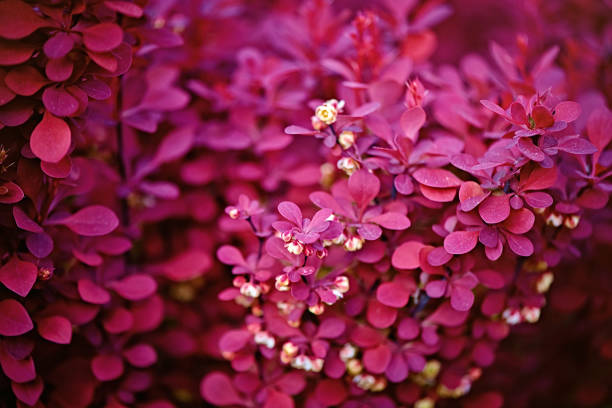 Red barberry bush