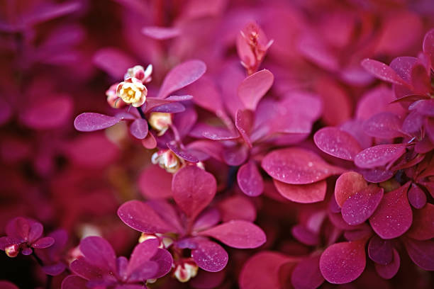 arbusto de agracejo en primavera de verano - agracejo rojo fotografías e imágenes de stock
