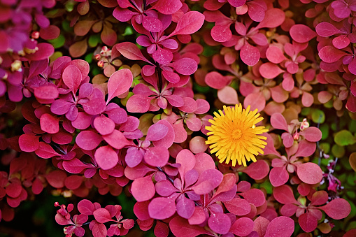 Red barberry bush and a yellow dandelion