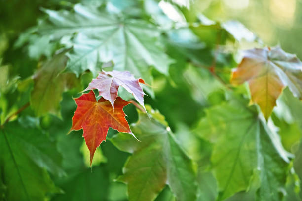 istock Red maple leaves among green leaves 1494847883