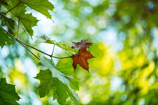Maple tree in summer or autumn
