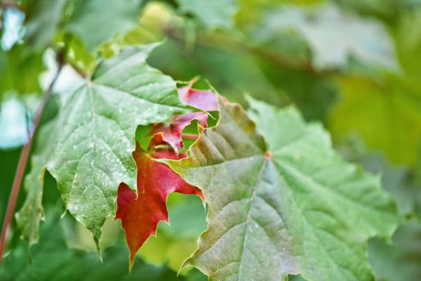 istock Red maple leaves among green leaves 1494847939