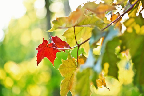 istock Red maple leaves among green leaves 1494847985