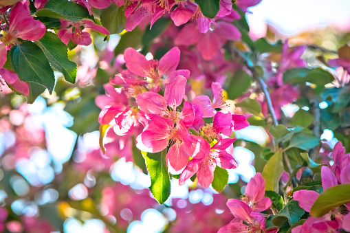 Fruit tree branch with pink flowers in springtime