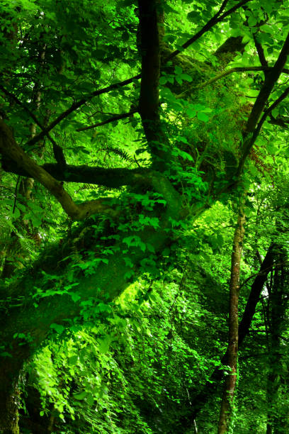istock Temperate Rain forest  in Northern Ireland 1494848657