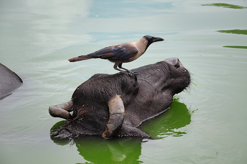 Water buffalo and crow