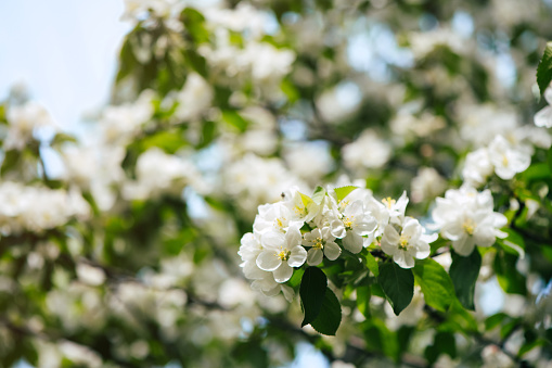 Pear tree blooming flowers