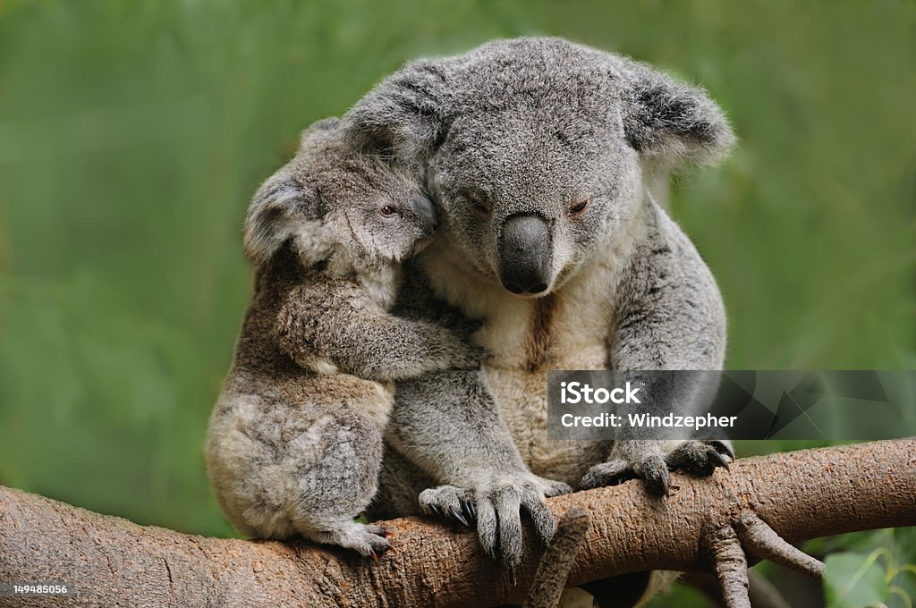 Koala mom A koala female can produce one baby called a joey each year for about 12 years. Gestation is 35 days. Koala Stock Photo