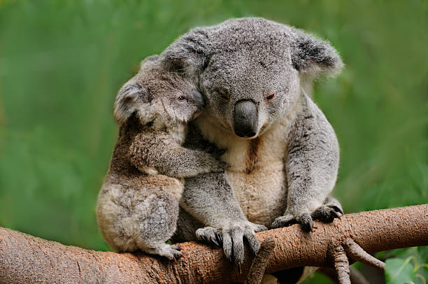 Koala mom A koala female can produce one baby called a joey each year for about 12 years. Gestation is 35 days. marsupial stock pictures, royalty-free photos & images