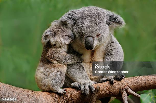 Koala Mom Stock Photo - Download Image Now - Koala, Young Animal, Animal Wildlife