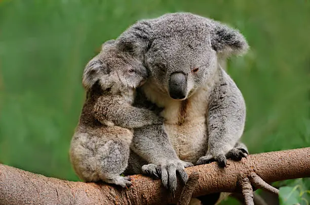 Photo of Koala mom