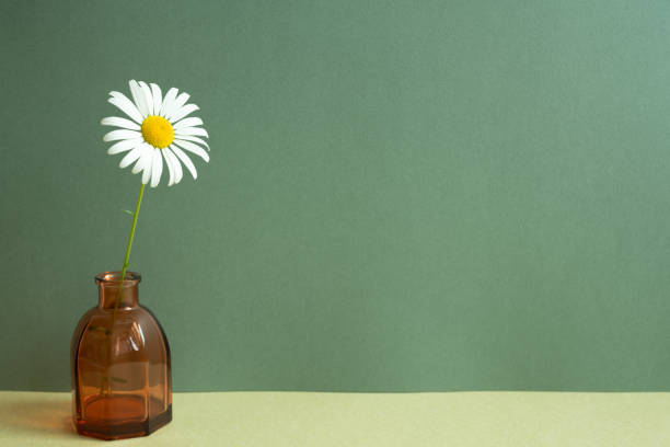 Glass vase of white flower on table. green wall background. minimal object