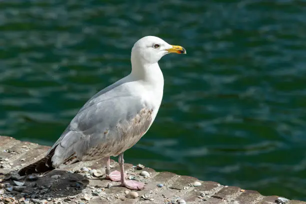 Photo of One Seagull