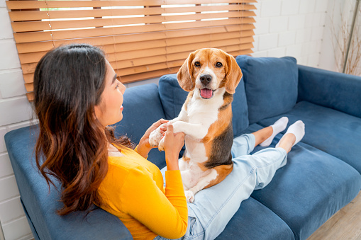 Main focus on beagle dog that stand on young Asian girl who hold forelegs of the dog and sit on sofa of the house and the dog also look at camera with happiness.