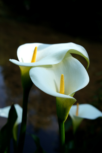 Macro close up of a single white calla lily on a painterly black background