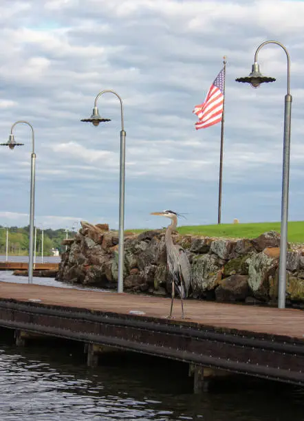 Blue Heron Standing on Pier Waiting for Fish, Lake Tyler in Rural East Tx