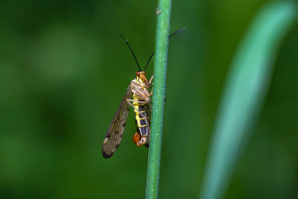 Macro shot of a small scorpion fly on a blade of grass in the forest