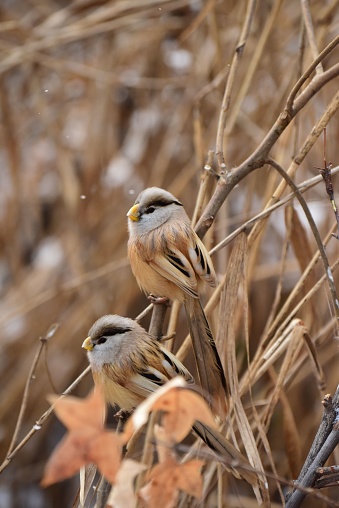 Two Reed parrotbill perched atop a tree branch in a sun-dappled forest landscape