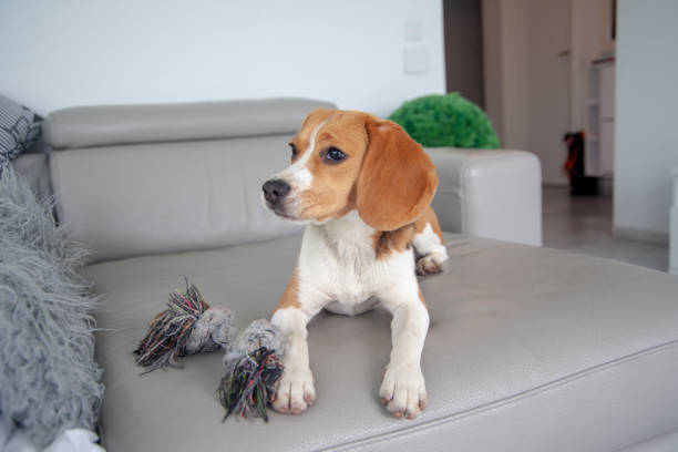 istock The beagle dog is laying on the grey sofa with its toy. 1494855411