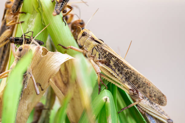 Grasshopper Patanga eating a leaf with gusto, Patanga on hanging grass in Grasshopper farm stock photo
