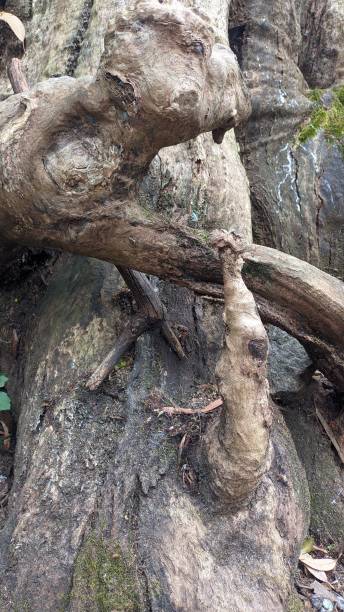istock Crooked wood, crooked tree roots, old roots 1494857323