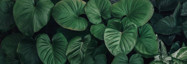 istock abstract green leaf texture background, tropical plant 1494859158