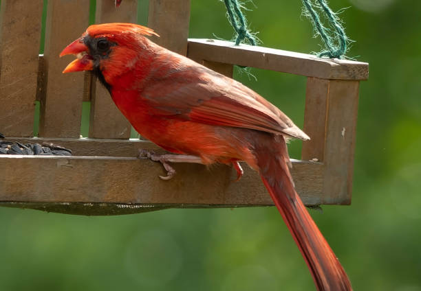istock Northern Cardinal arrives on the bird feeder 1494859179