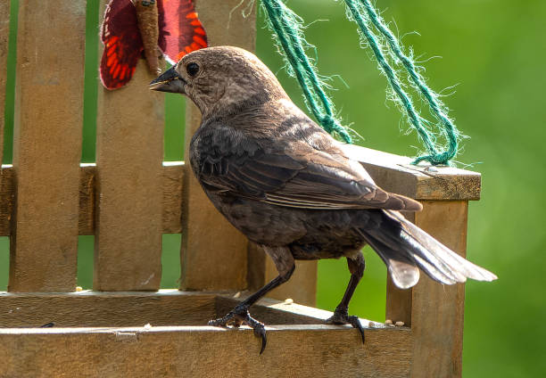 istock A Gray Catbird on the bird feeder 1494859191