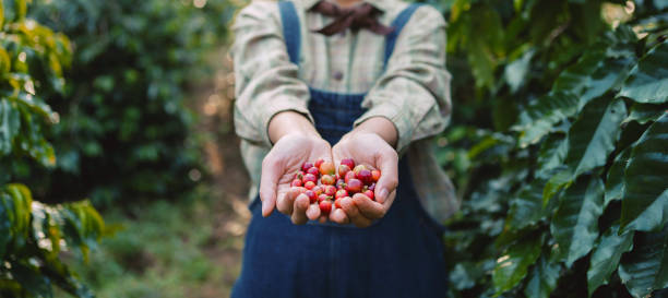 hand holding raw coffee red bean  In farm