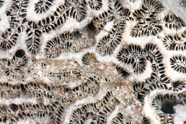 istock Close Up of Pattern in Dried Coral on the Beach 1494860933