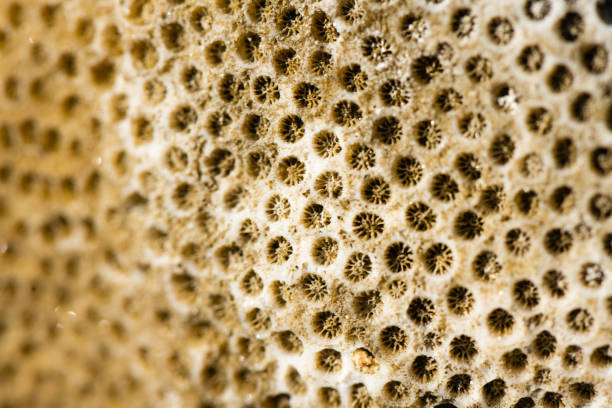 istock Close Up of Pattern in Dried Coral on the Beach 1494860986