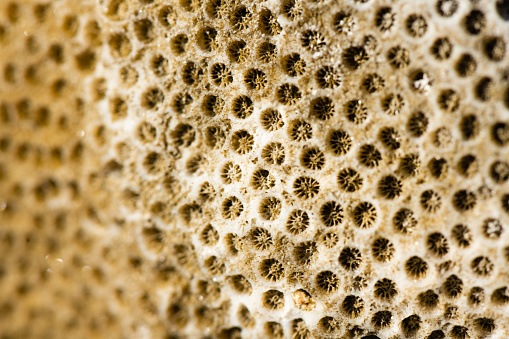 This is a nature background photographed of the pattern in sun bleached and dried out coral at the beach in Akumal on a spring day in Mexico.