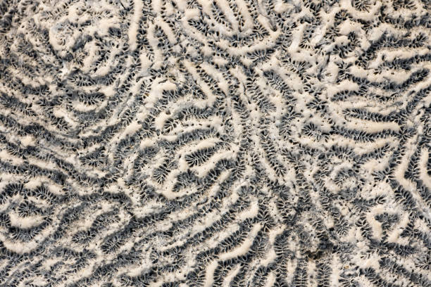 This is a nature background photographed of the pattern in sun bleached and dried out coral at the beach in Akumal on a spring day in Mexico.