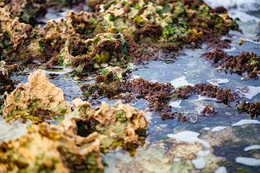 This is a close up photographed of rough Carribbean Sea waves crashing at the beach on the rocky Akumal coastline in Quintana Roo on a spring day in Mexico.