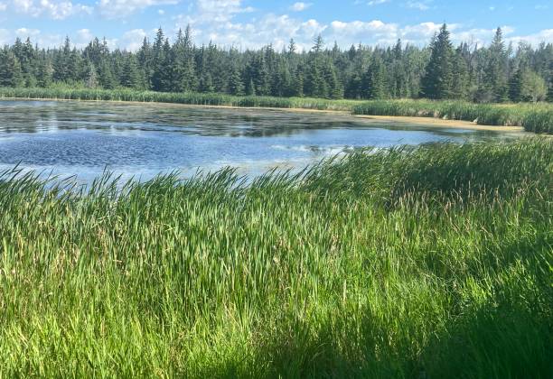 istock Wetland and Bird Sanctuary 1494861657