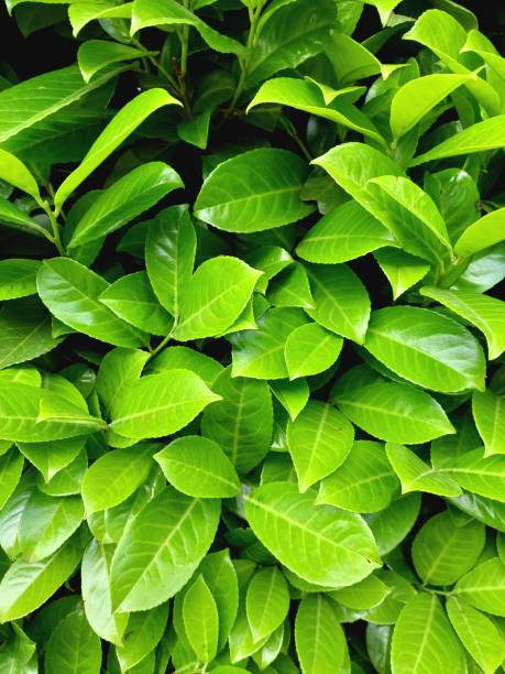 istock Vibrant Foliage: Stunning Cherry Laurel Leaf Detail 1494861693