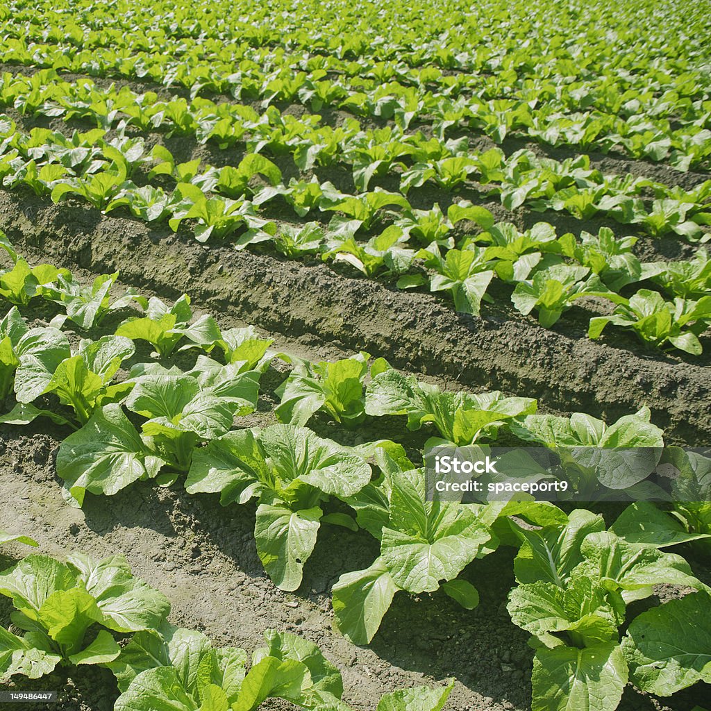 有機野菜のフィールドを植えるます。 - からし菜のロイヤリティフリーストックフォト