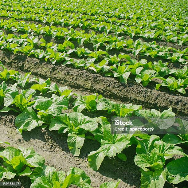 有機野菜のフィールドを植えるます - からし菜のストックフォトや画像を多数ご用意 - からし菜, オーガニック, カラー画像