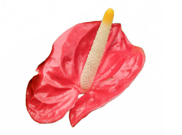 istock Flamingo flower isolated on white. Anthurium andraeanum 1494864924